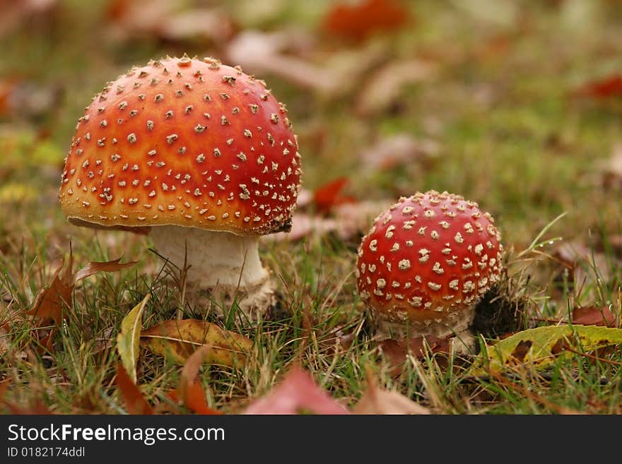 Autumn Scene: Two Toadstools