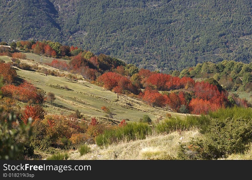 Red splash of colour contrast with the other landscape in the appennino fall. Red splash of colour contrast with the other landscape in the appennino fall.