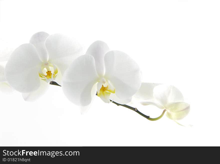 Elegant white orchid on white background