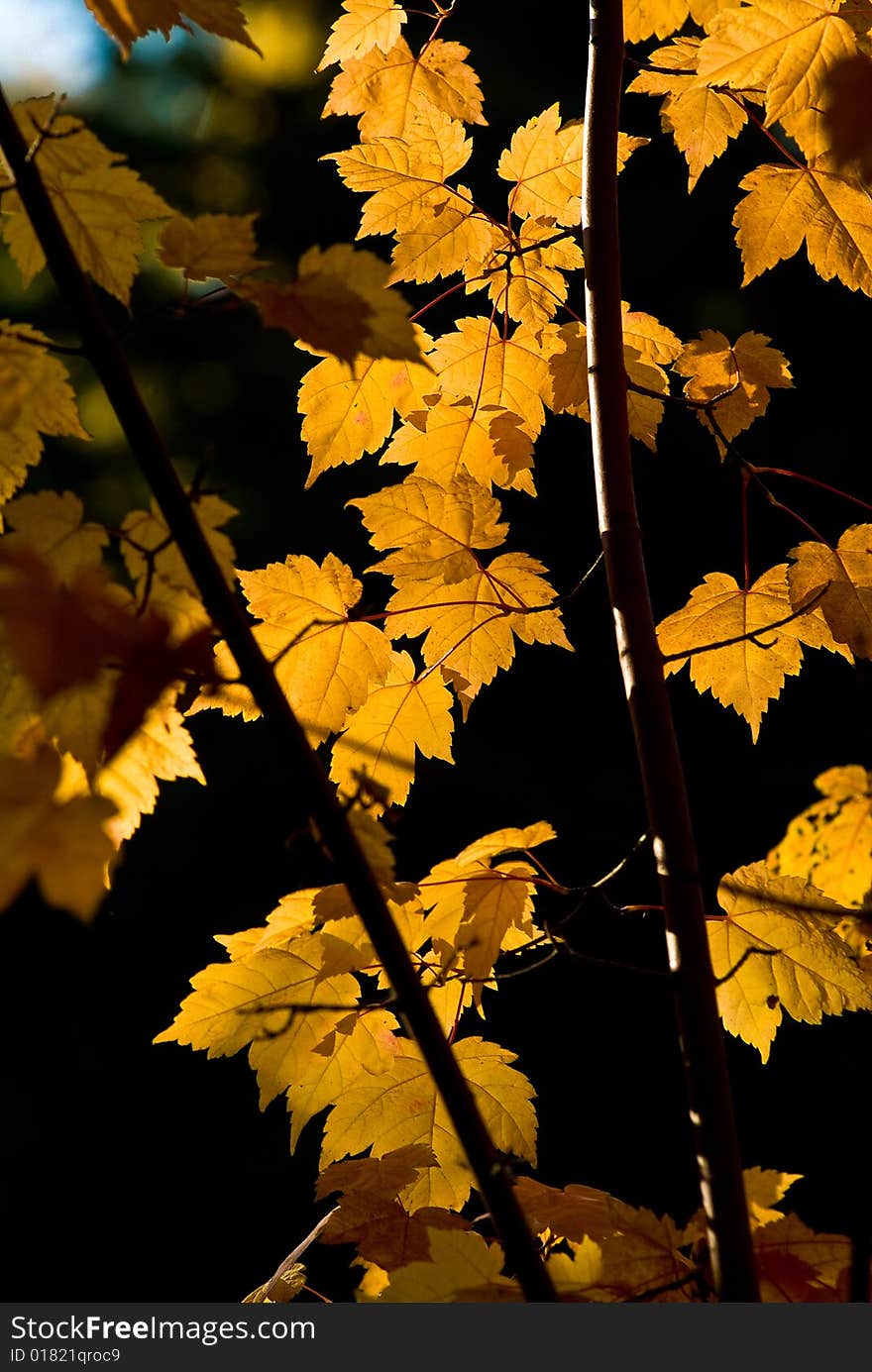 Multi-coloured autumn leaves on trees