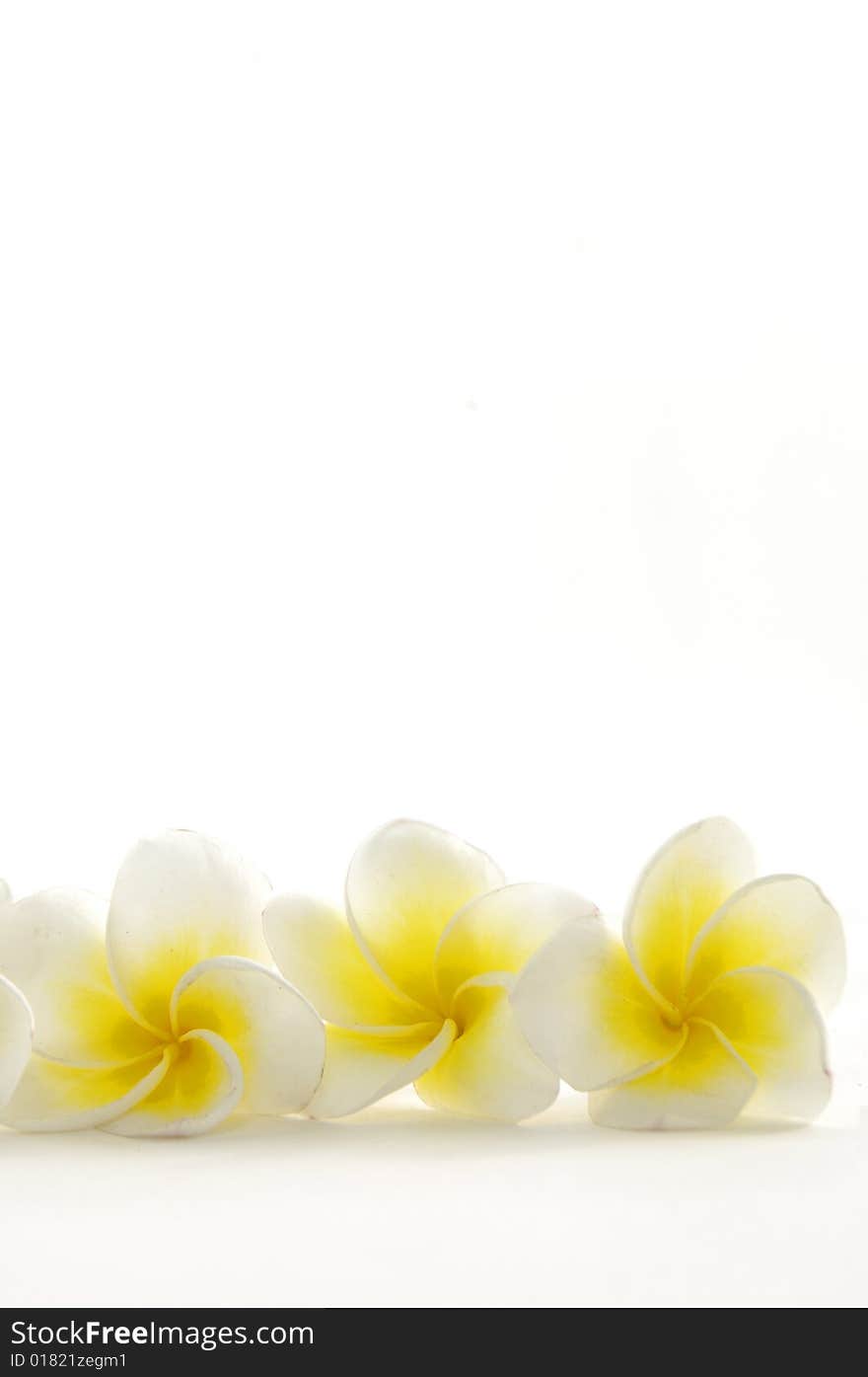 Frangipani flower isolated on white