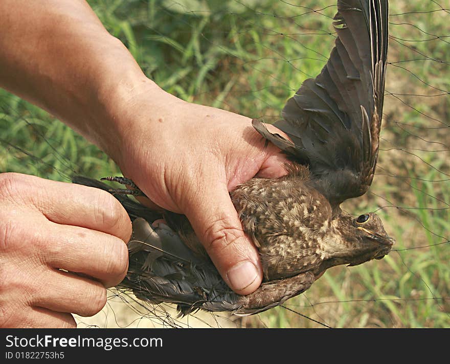 Saving bird