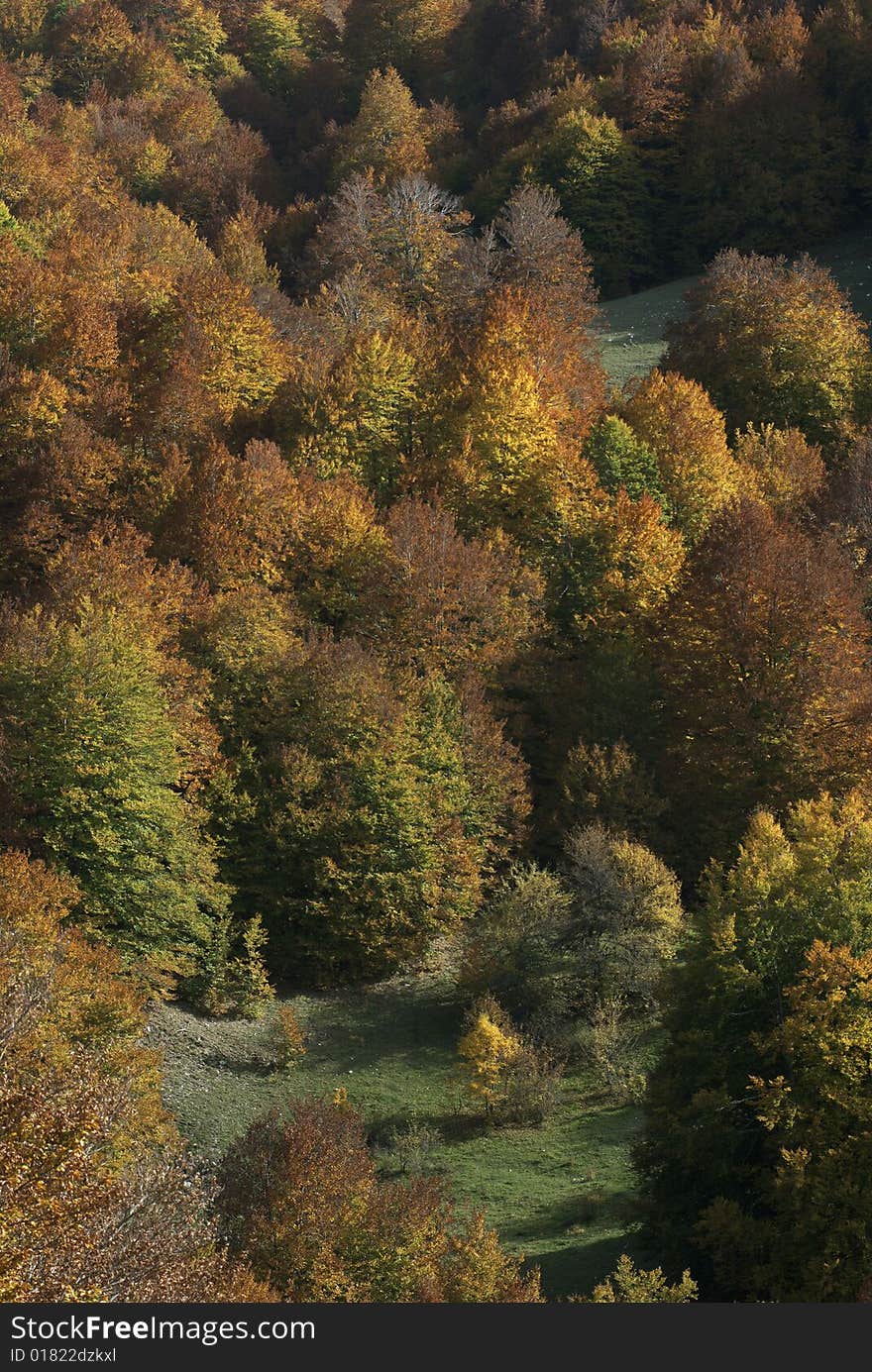 Foliage in the appennini mountain. Foliage in the appennini mountain.