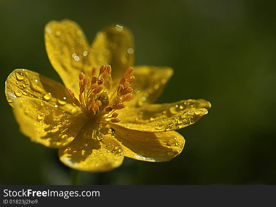 Flower, dew, yellow, pistil, morning, macro, light, shadow, sunrise, flowers