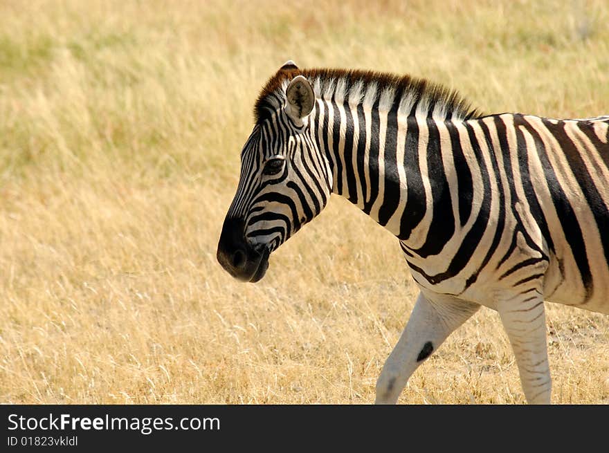 Zibra walking through the grasslands