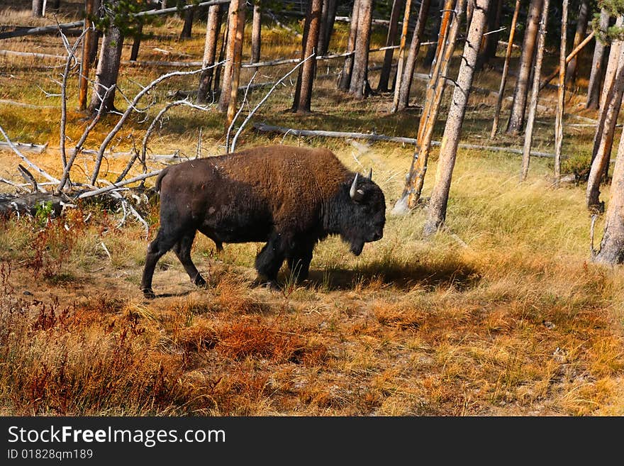 Bison In Yellowstone National Park