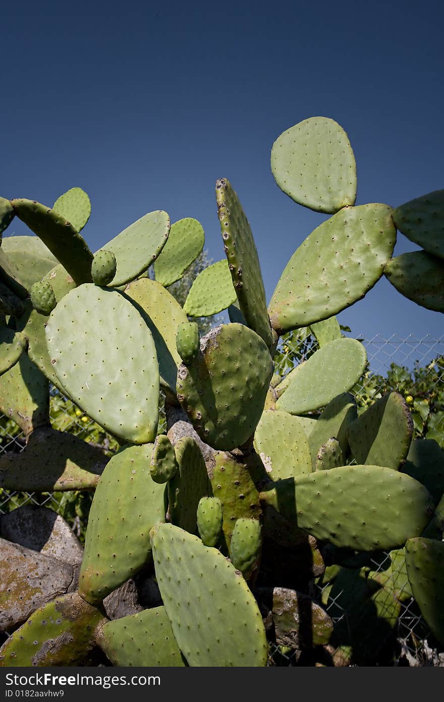 Cactus plant