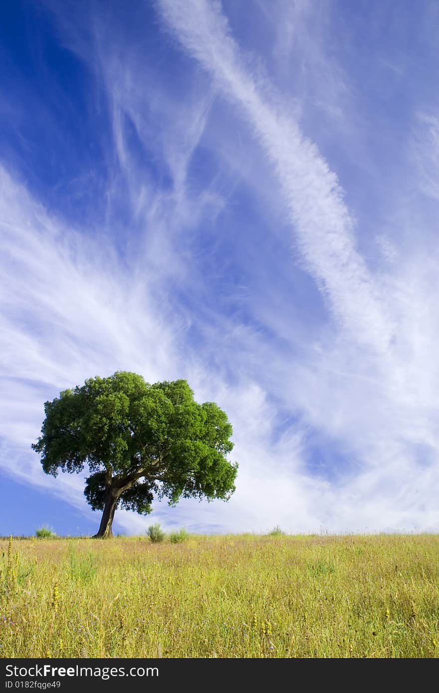 Landscape of tree in a green field and the blue sky. Landscape of tree in a green field and the blue sky