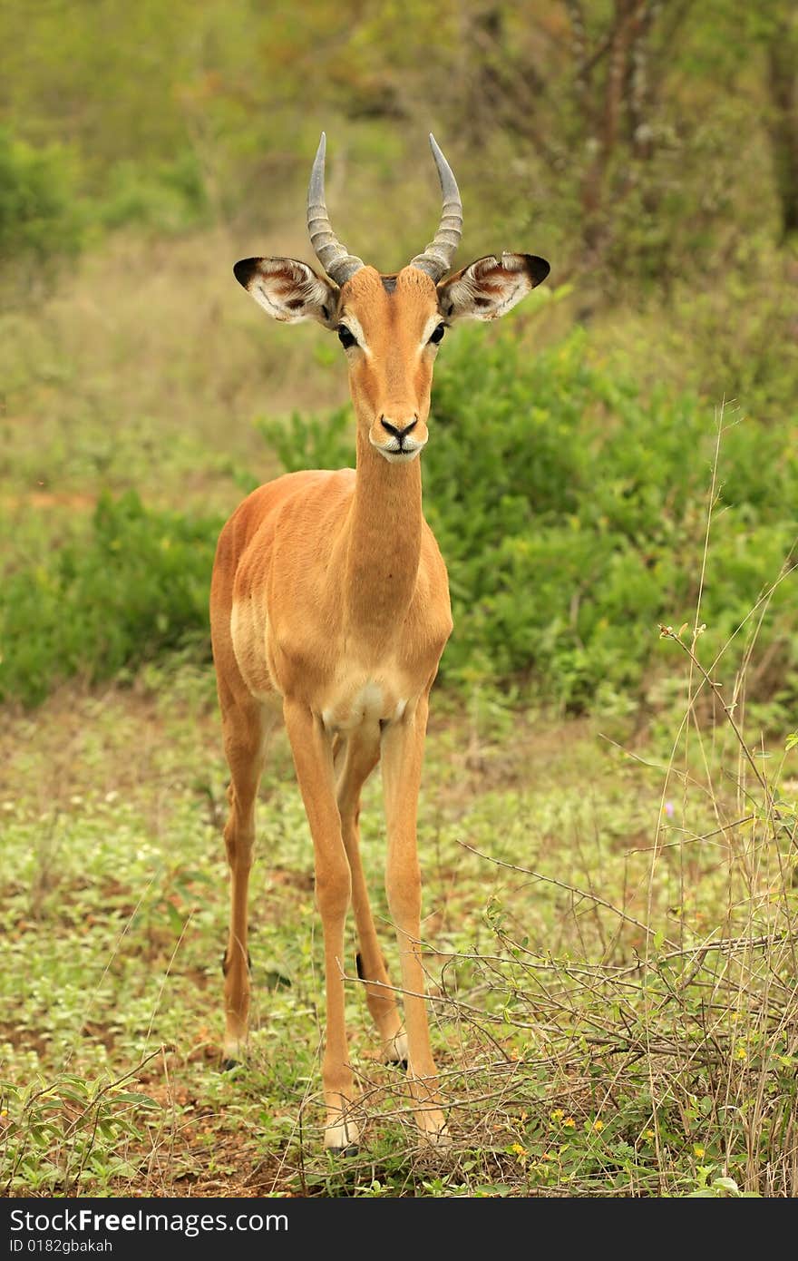 African Impala antelope portrait in the Kruger National Park. African Impala antelope portrait in the Kruger National Park