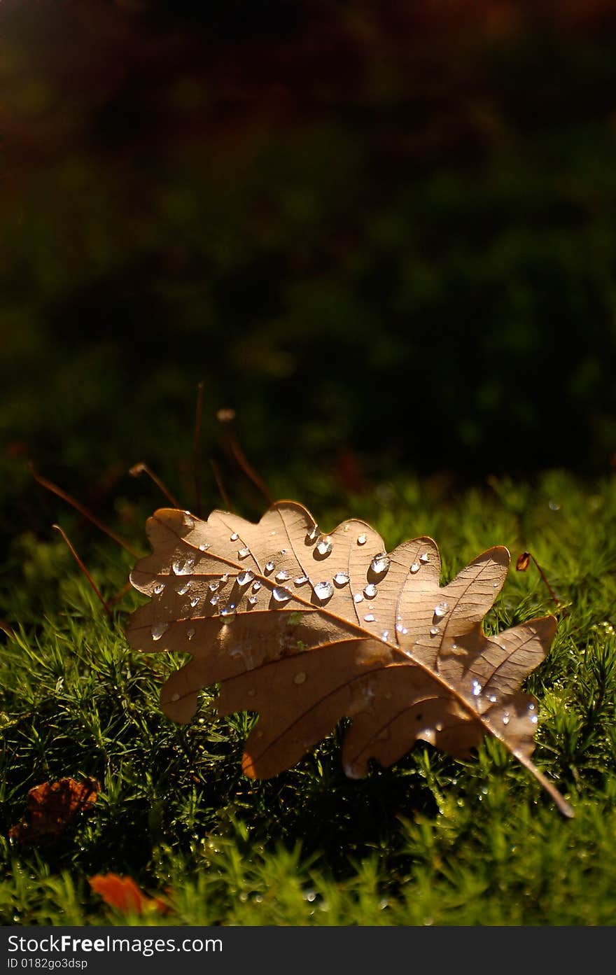 Waterdrops on autumn leaf