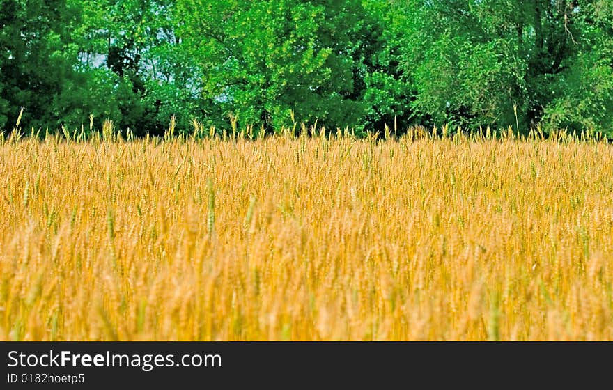 Field of wheat