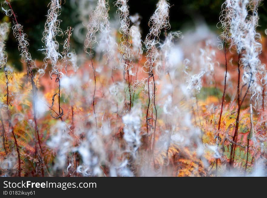 Rosebay Willowherb