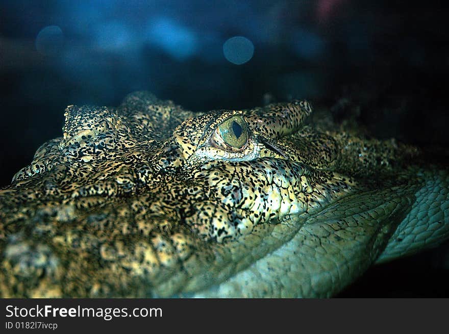 Saltwater crocodile in NT wildlife park, Australia. Saltwater crocodile in NT wildlife park, Australia