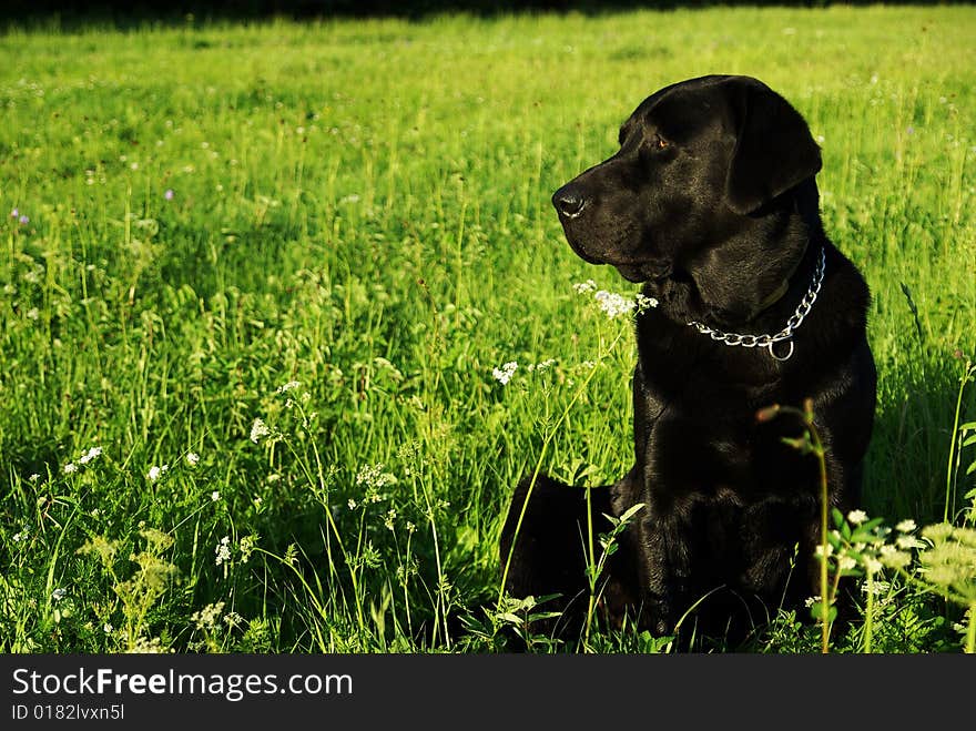 A black dog on the meadow. A black dog on the meadow