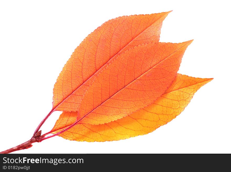 Leaves on a branch isolated on white. Leaves on a branch isolated on white.