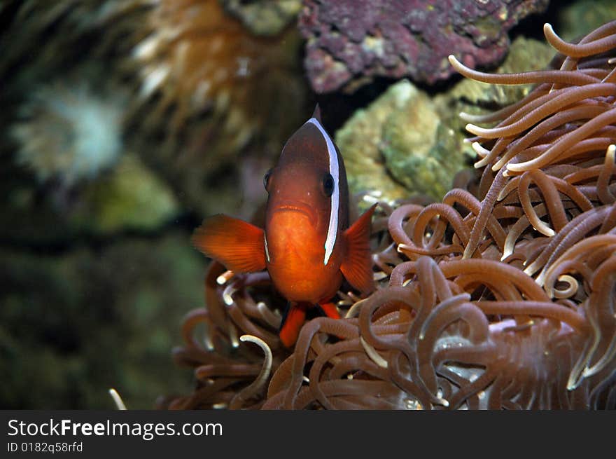 Red ans white fish in a reef. Red ans white fish in a reef