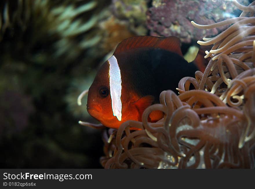 Red ans white fish in a reef. Red ans white fish in a reef