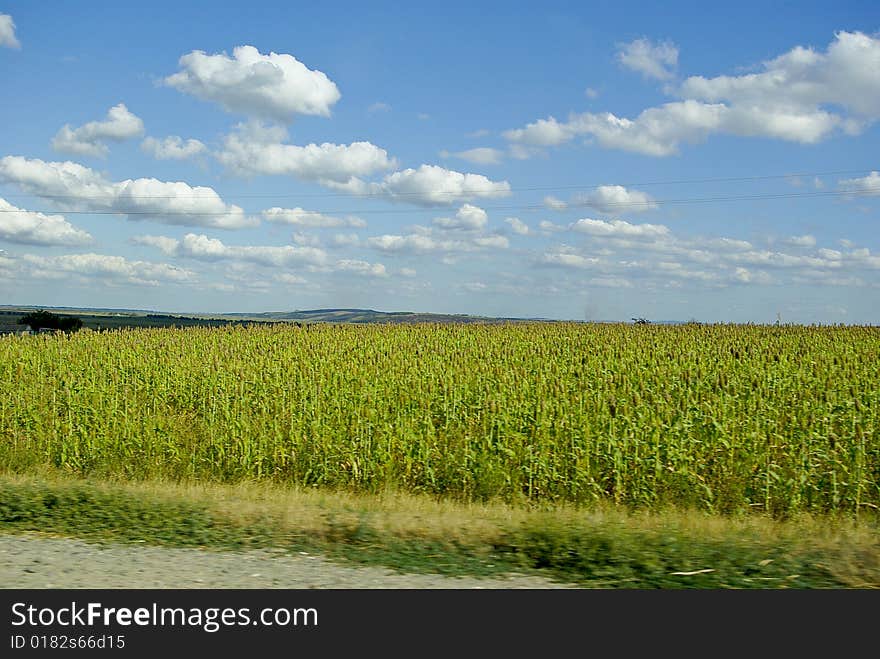 Field of the corn