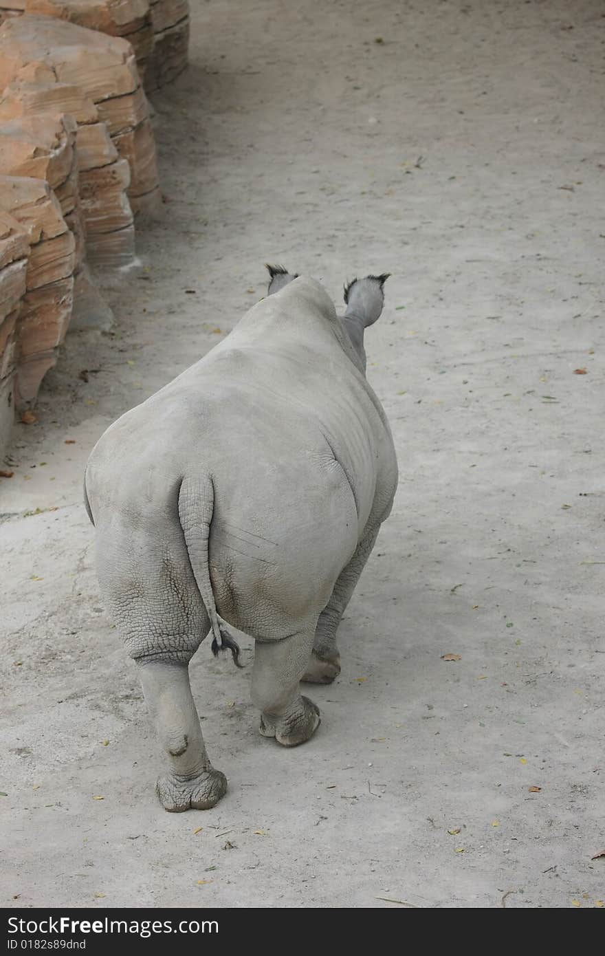 Portrait a rhinoceros walking - rear view