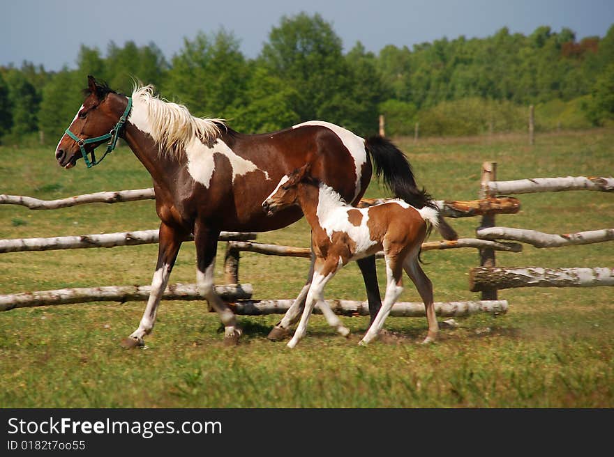 Two running horses on the meadow