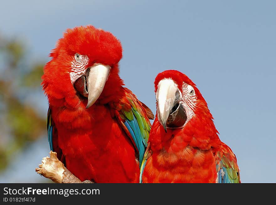 Two red macaw parrots on one branch