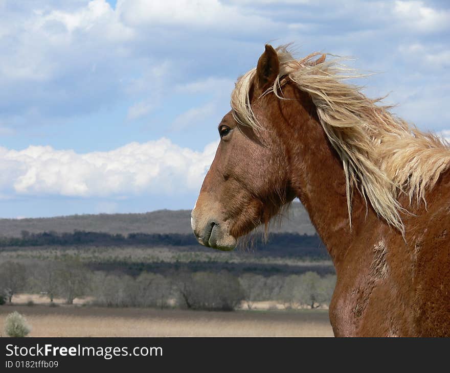 Portrait of one horse on the meadow