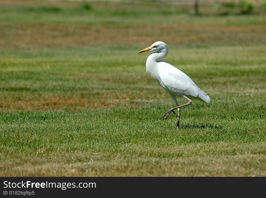 Seagull at grass.Portrait of a seagull from the side.