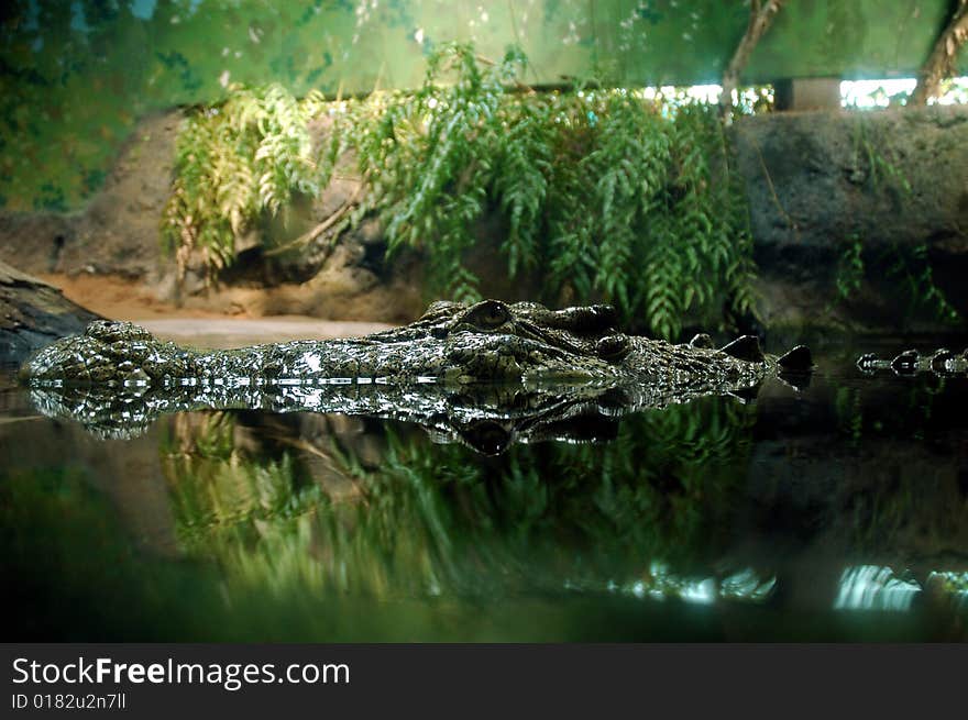 Saltwater crocodile in NT wildlife park, Australia. Saltwater crocodile in NT wildlife park, Australia