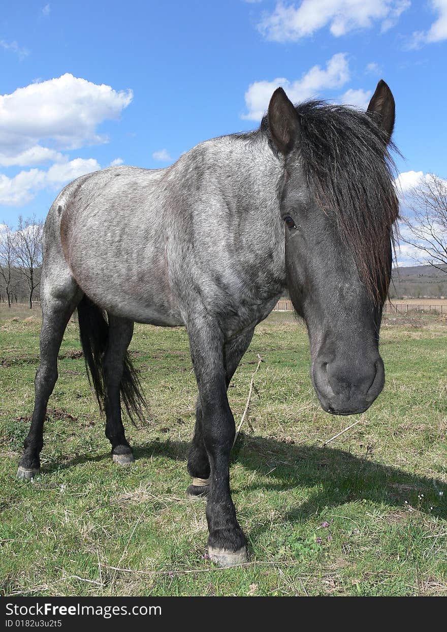 Portrait of one black horse