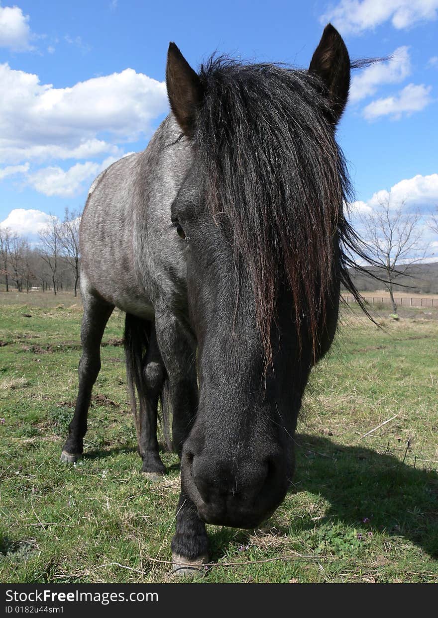 Portrait of one black horse with big head