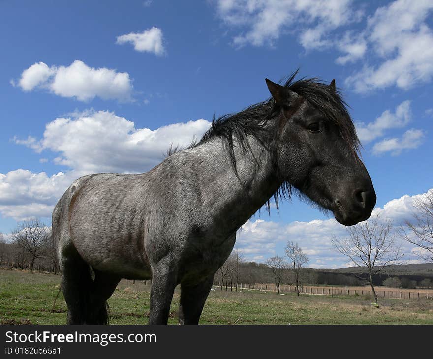 Portrait of one black horse