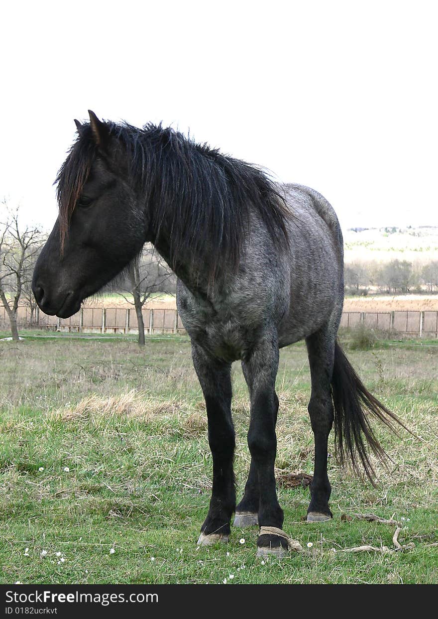 Portrait of one black horse