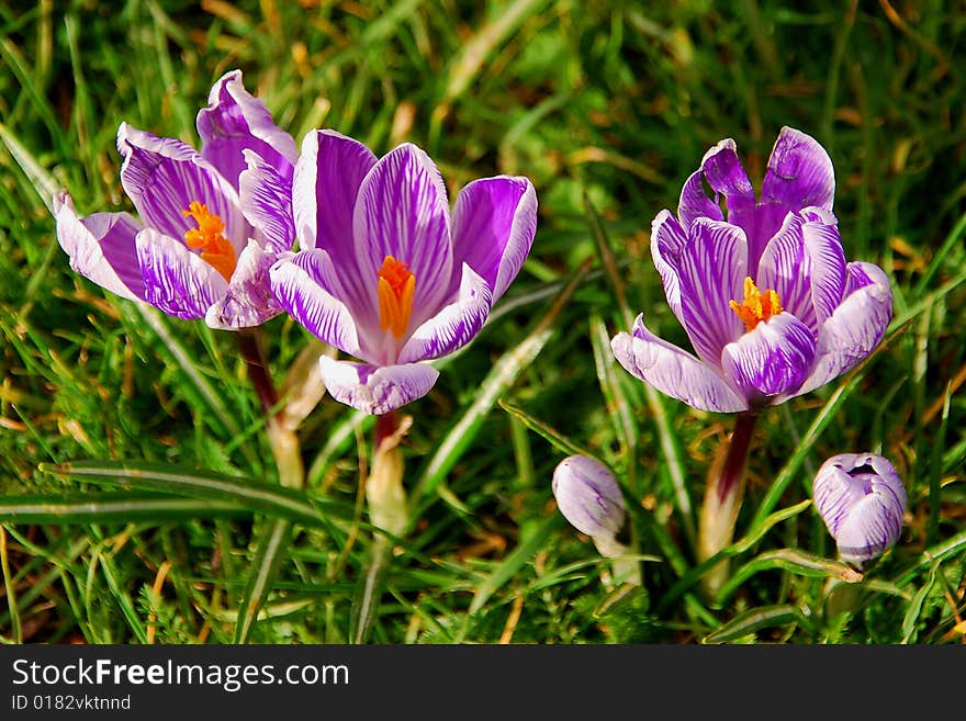 Crocuses In A Green Grass