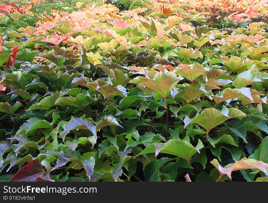 Colorful climbing vine from green to yellow