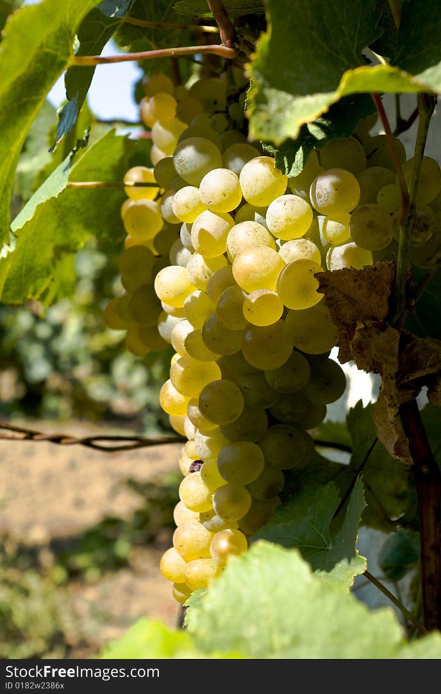 White grape