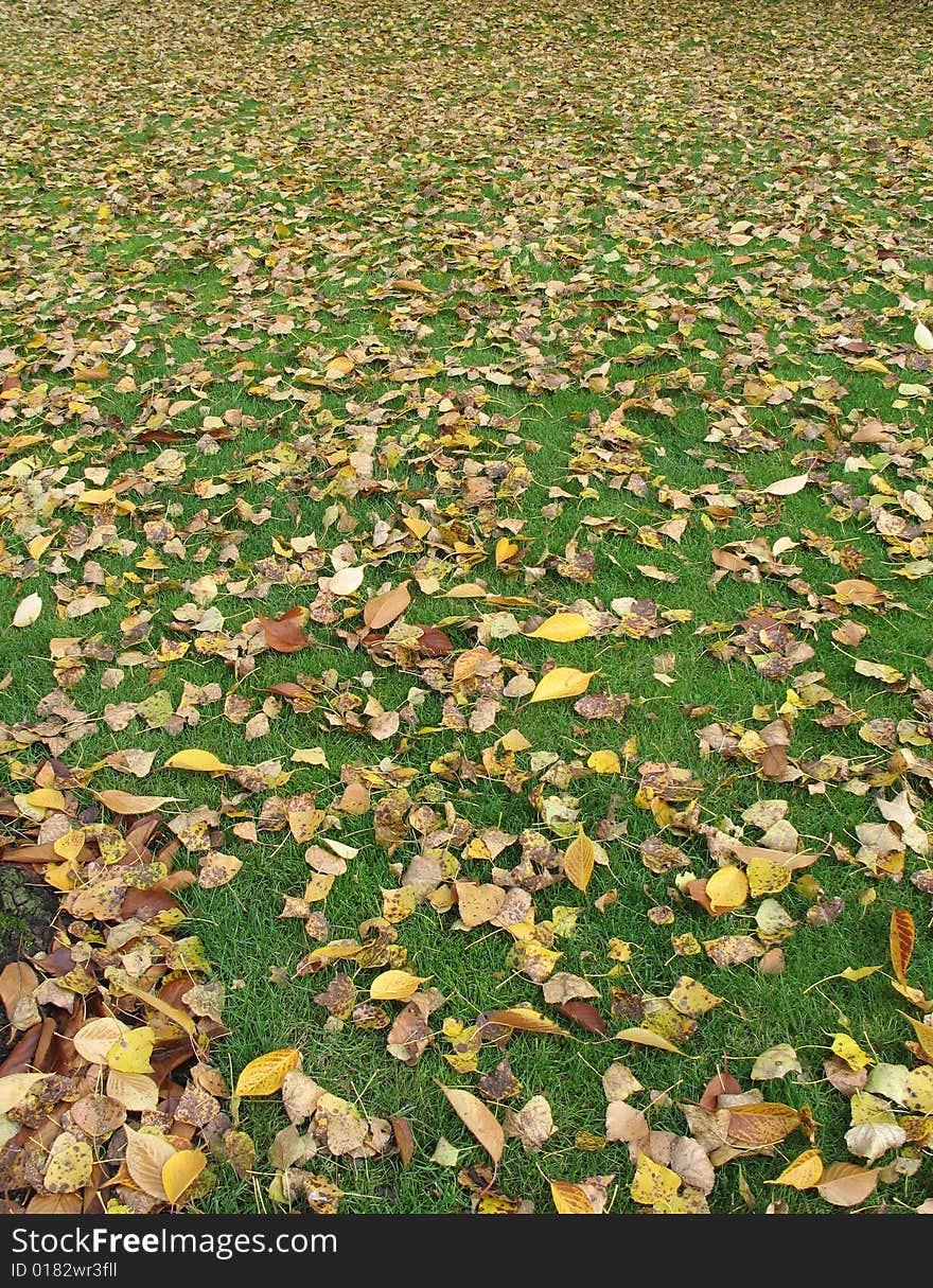 Fall orange leaves on the green grass