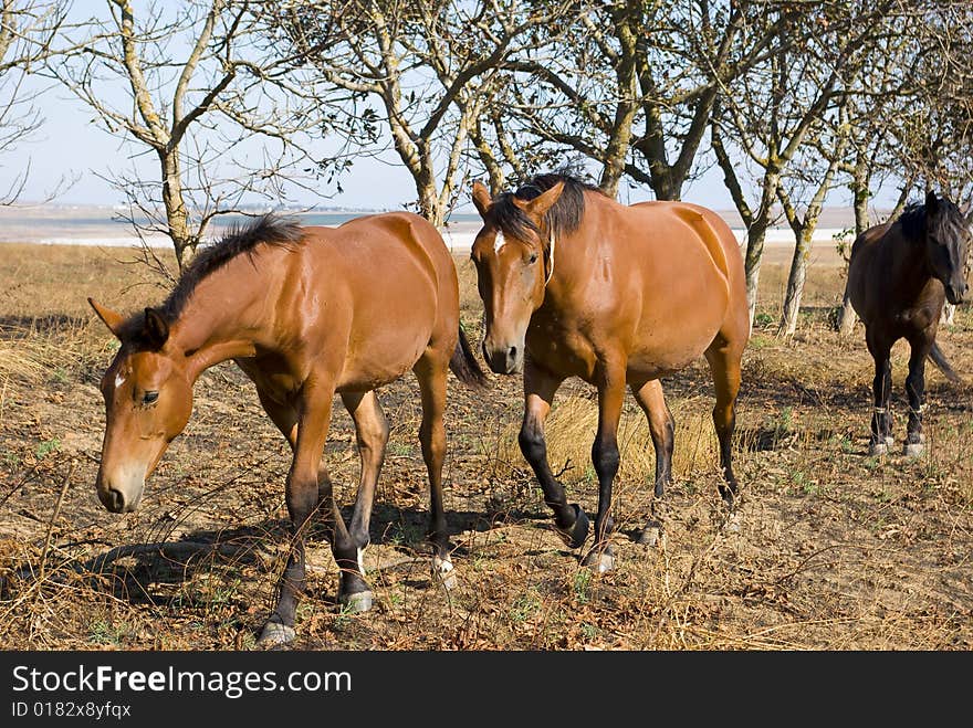 Horse and foal