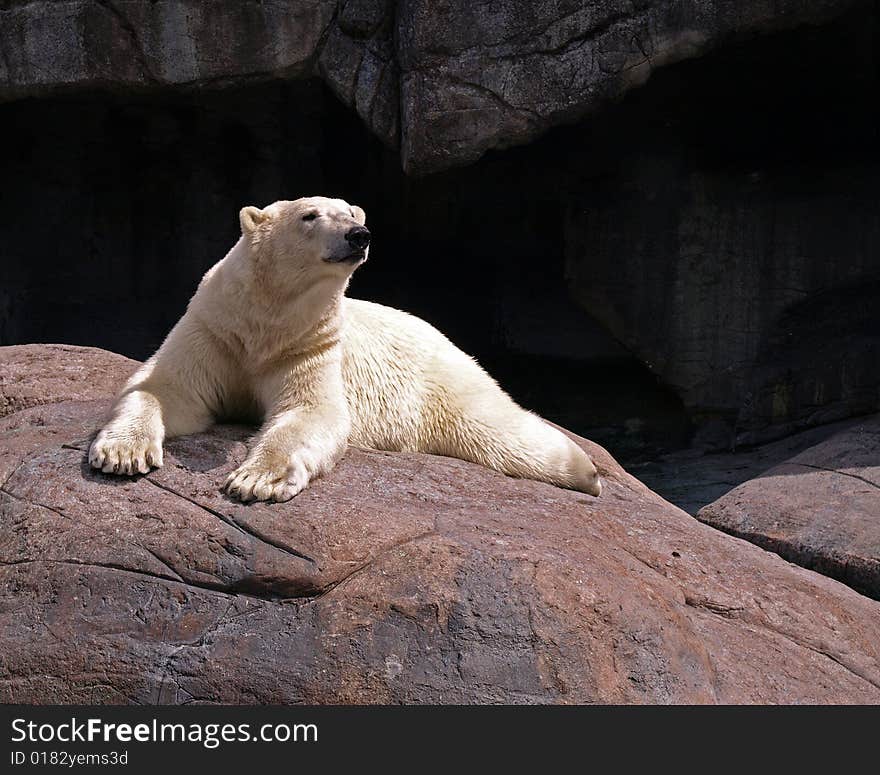 A mildly wet polar bear