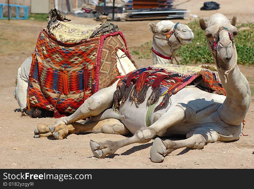 Camel on the beach at sun in Africa.