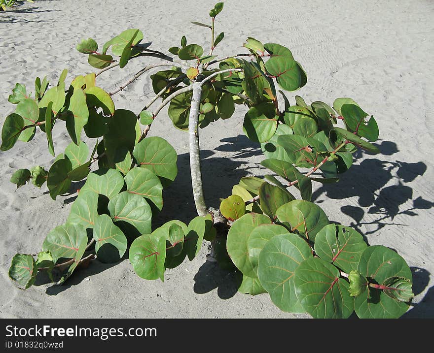 Green tree growing in the sand