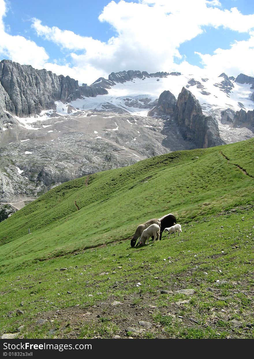 A pack of sheeps grazing in the mountains. A pack of sheeps grazing in the mountains