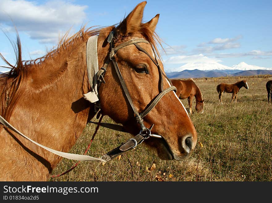 Head of the horse on background sky