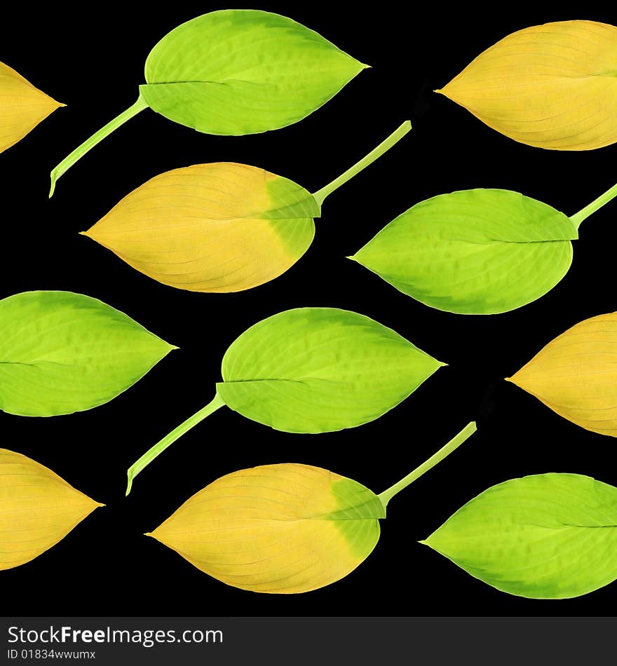 Hosta Leaves