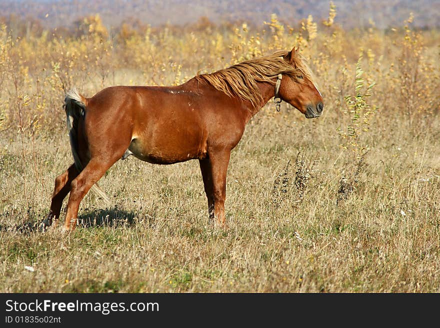 Horse grazes on autumn pasture