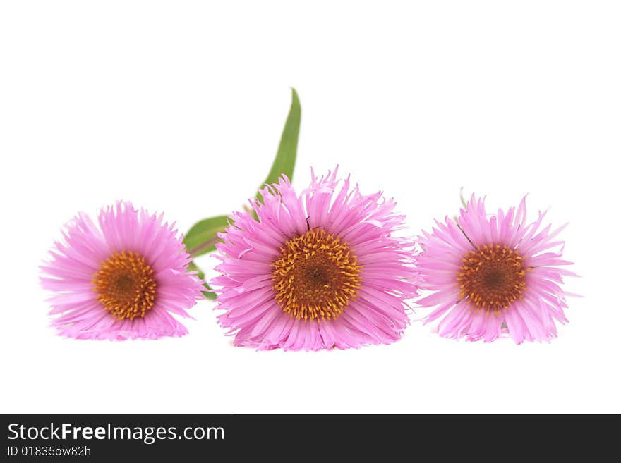 Three daisies isolated on white. Three daisies isolated on white.