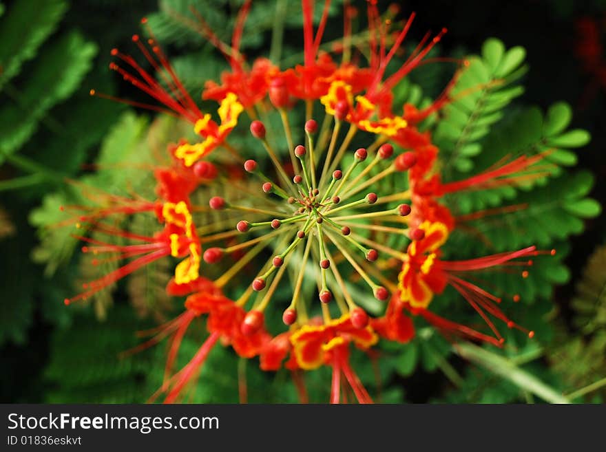 Pic for a red circler flower. Pic for a red circler flower