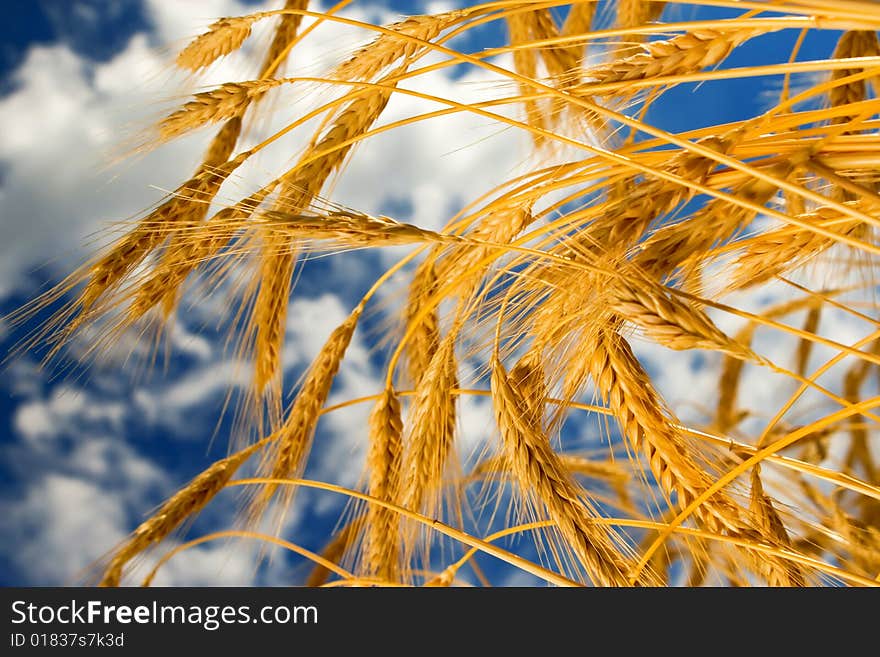 Golden wheat in the blue sky background