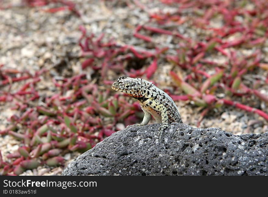 A small lizard found in Ecuador. A small lizard found in Ecuador