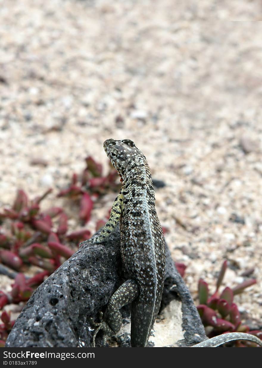 A small lizard sitting on a rock looking into the distance. A small lizard sitting on a rock looking into the distance