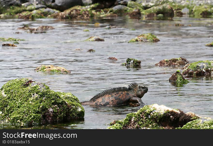 A marine iguana wades through the coastal waters of the galapagos islands